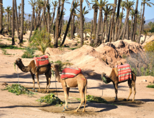 Activités dans la palmeraie de Marrakech