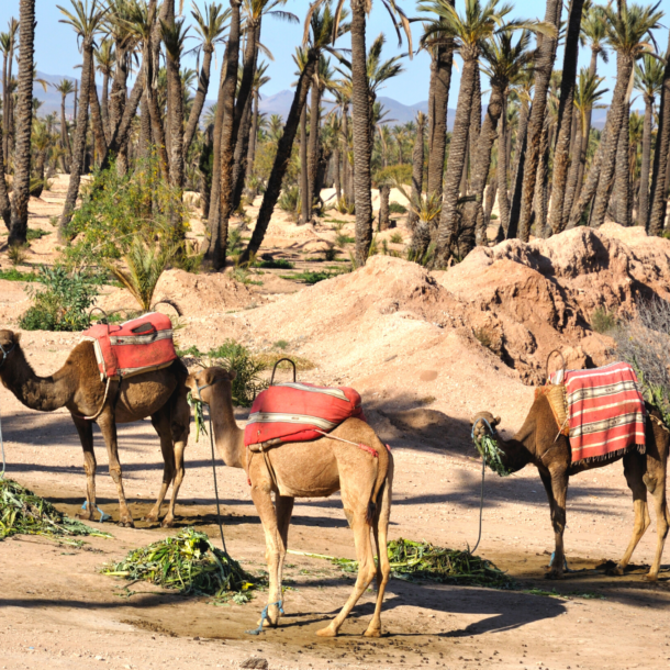 Activités dans la palmeraie de Marrakech