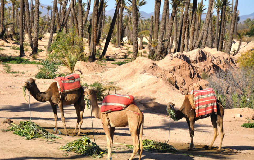 Activités dans la palmeraie de Marrakech