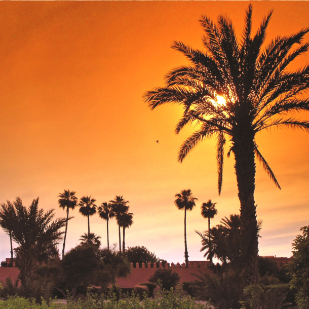 The Marrakech palm grove