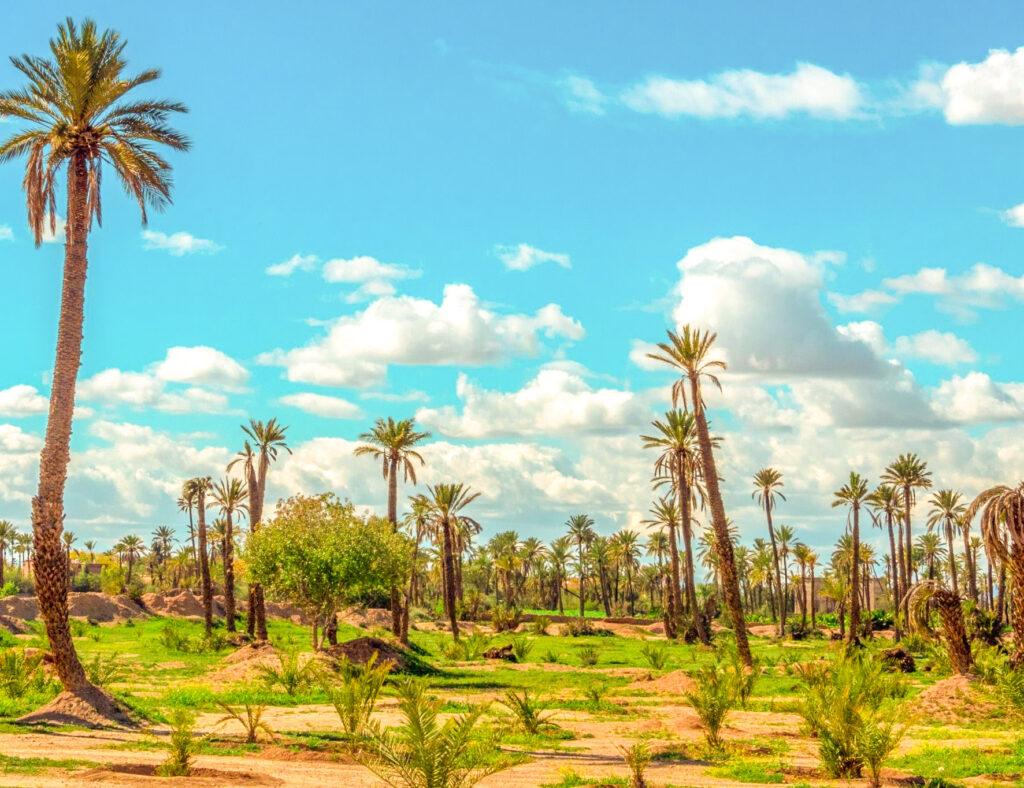 Balade dans la palmeraie de Marrakech avec le Riad des Lys